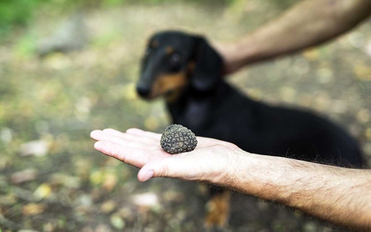 Lire la suite à propos de l’article Les truffes noires d’hiver du Périgord sont arrivées !