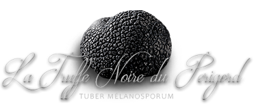 La truffe du Périgord: tuber melanosporum
